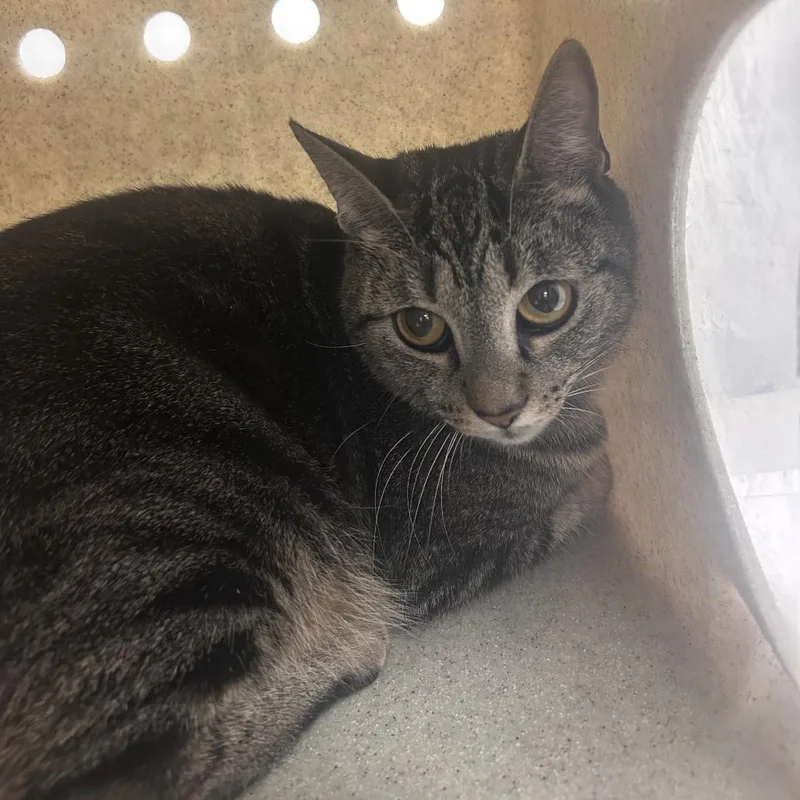 An adult medium-sized female Gray / Blue / Silver Domestic Short Hair cat named Shay for adoption in Philadelphia, PA