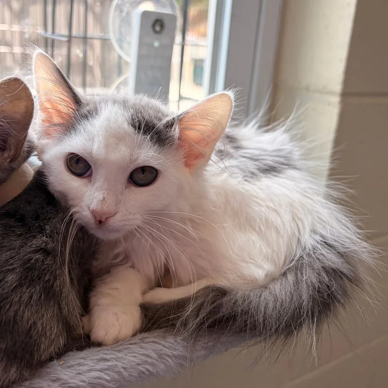 A baby small-sized female White Domestic Medium Hair cat named Dove for adoption in Franklin, NC