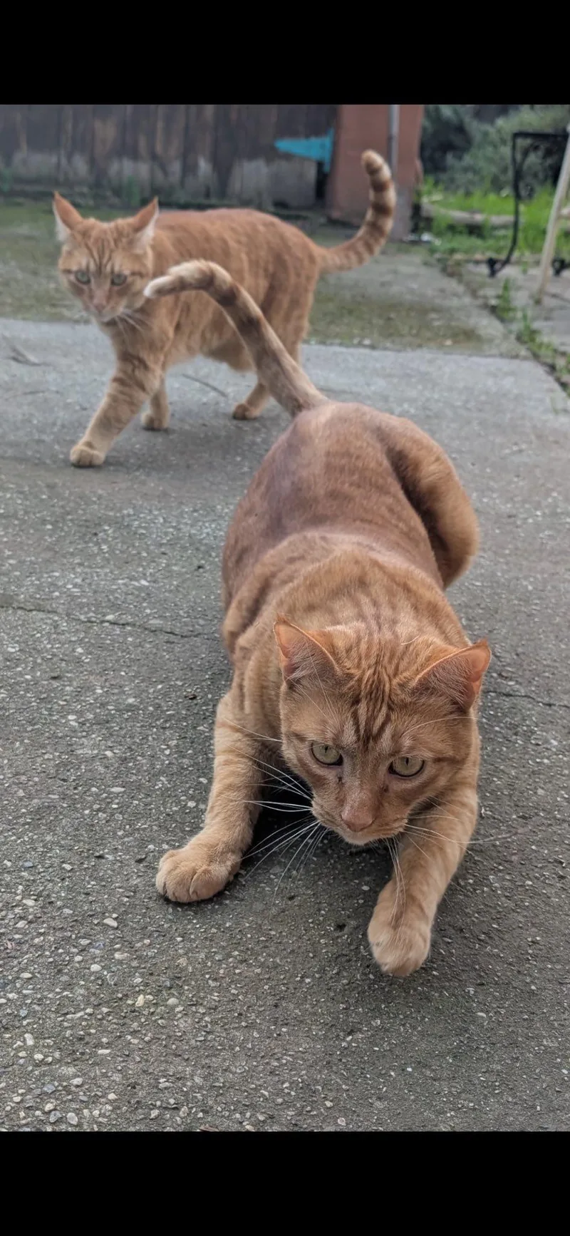 An adult medium-sized male Orange & White Domestic Short Hair cat named Cooper & Tucker for adoption in Chico, CA
