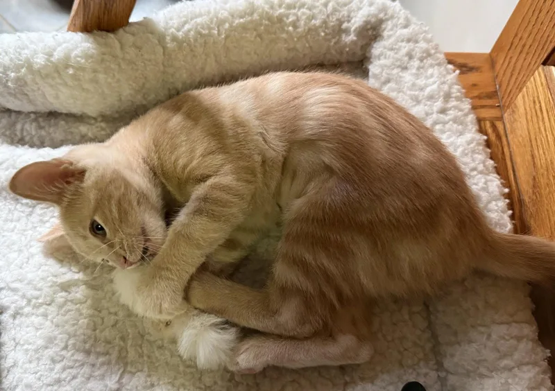 A baby medium-sized female Tabby cat named Ginger Tea for adoption in Vacaville, CA