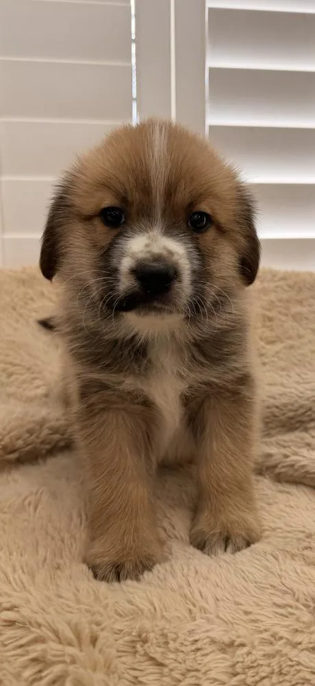 A baby large-sized male White / Cream German Shepherd Dog dog named Matt for adoption in Pleasant Hill, CA