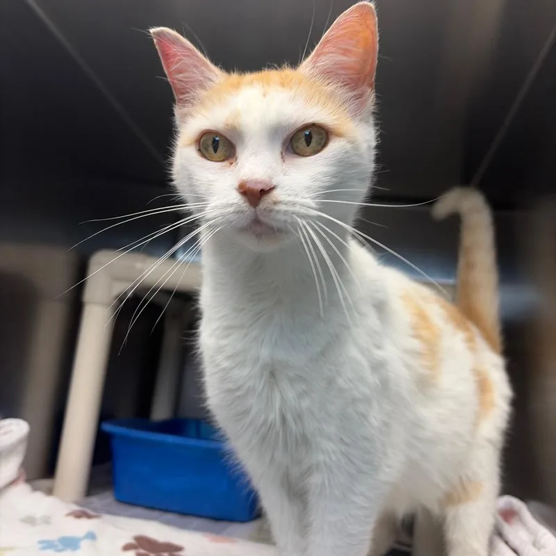 A senior medium-sized female White Domestic Medium Hair cat named Toots for adoption in Newport, NC