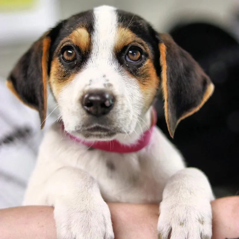 A baby medium-sized female Black Hound dog named Ct Jolene Avail May for adoption in Stormville, NY
