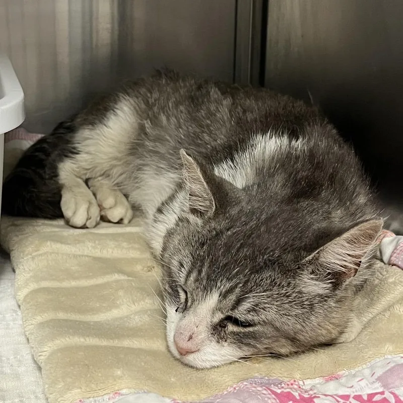 An adult medium-sized male Gray / Blue / Silver Domestic Short Hair cat named Gavin for adoption in Canton, IL