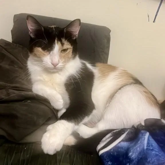 A young medium-sized female Orange / Red Domestic Short Hair cat named Alma for adoption in New York, NY