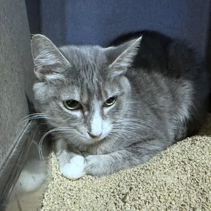 An adult medium-sized female Domestic Short Hair cat named Phoenix for adoption in Washington, DC