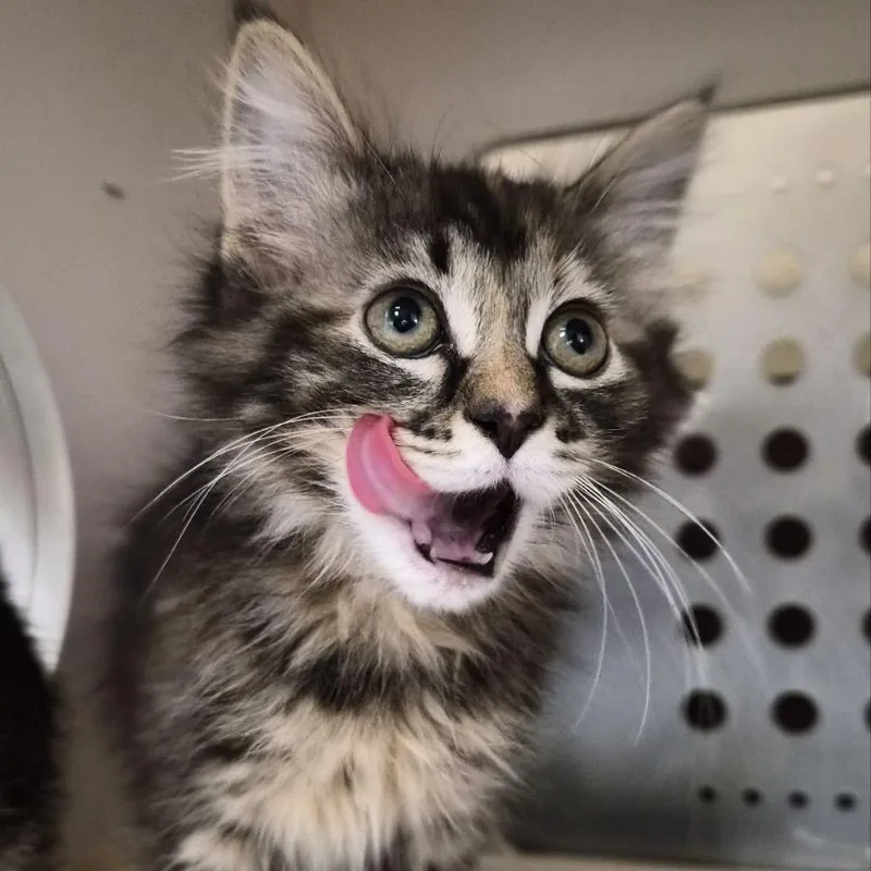 A baby small-sized female Brown / Chocolate Domestic Long Hair cat named Microwave Popcorn for adoption in South Elgin, IL