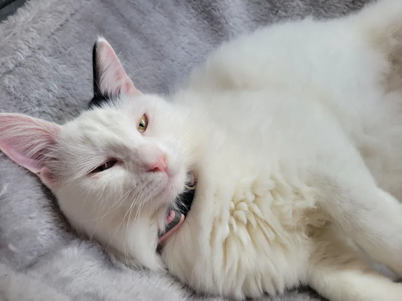 Princess & Fuzz thumbnail 2