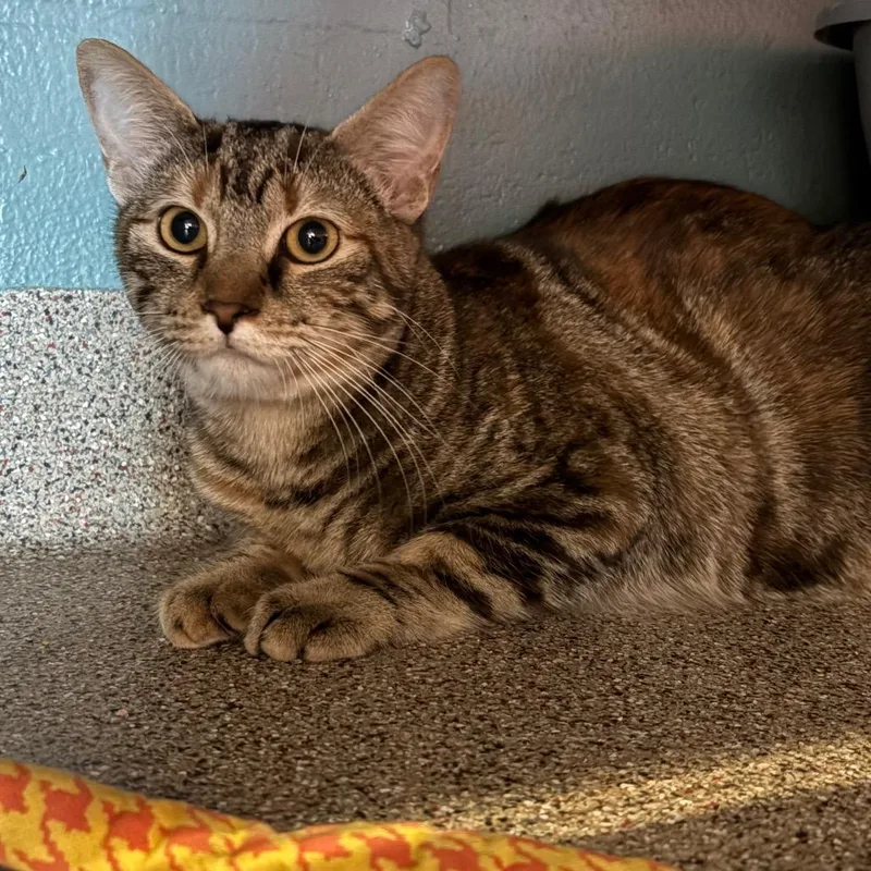 A young large-sized female Torbie Domestic Short Hair cat named Jessie for adoption in Sarasota, FL