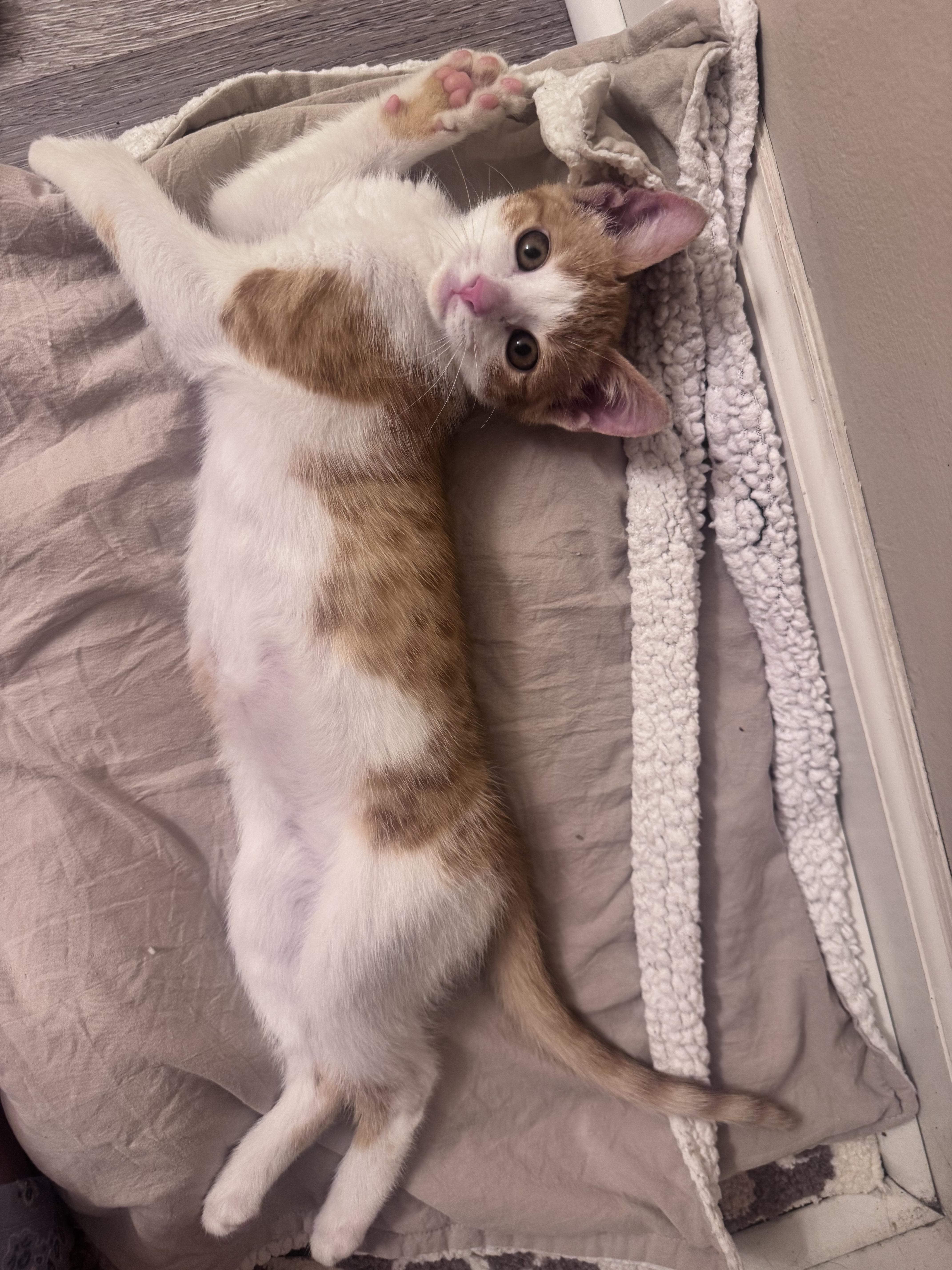 Clementine