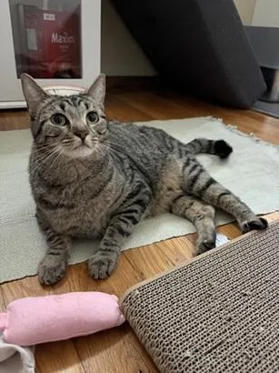 An adult medium-sized female Brown / Chocolate Domestic Short Hair cat named Cinnamon for adoption in San Francisco, CA