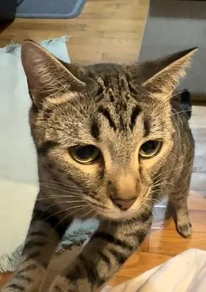 Cinnamon thumbnail 6