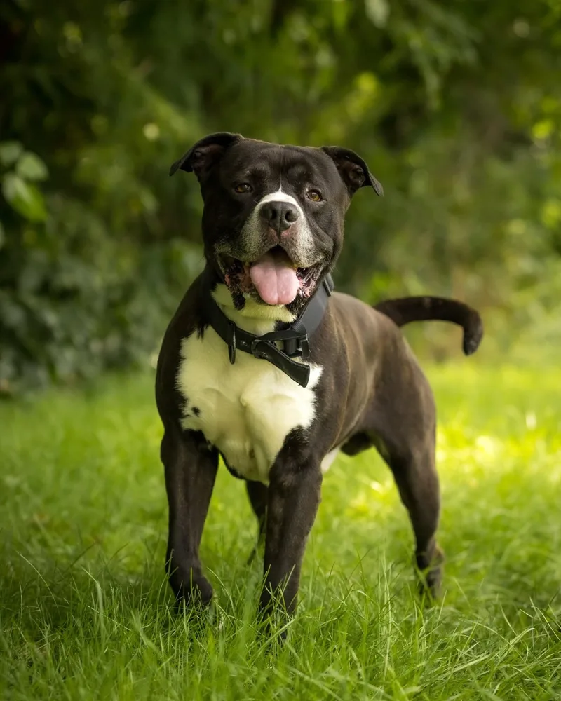 An adult large-sized male Brindle American Bully dog named Sulley for adoption in Bridgeport, CT