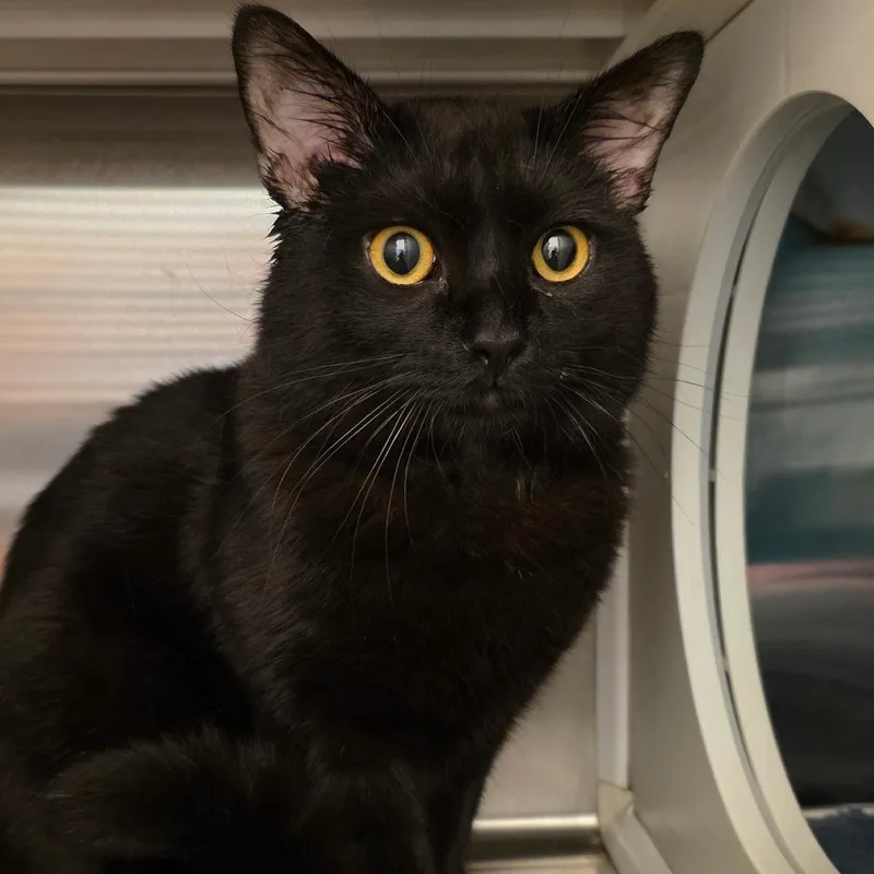A young medium-sized male Black Domestic Short Hair cat named Scrabble for adoption in Council Bluffs, IA