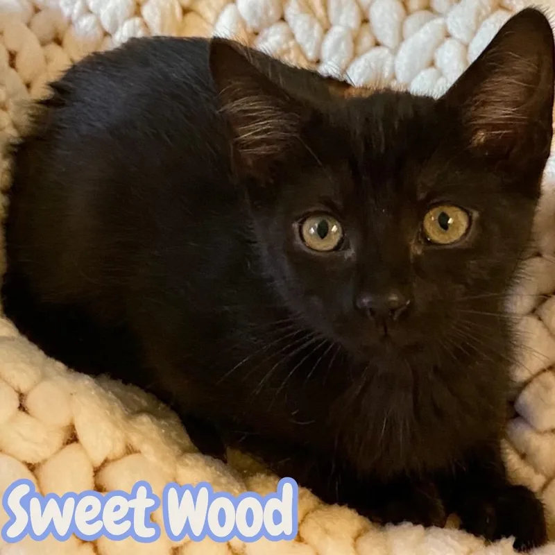 A baby medium-sized male Domestic Short Hair cat named Sweet Wood for adoption in Sorrento, LA