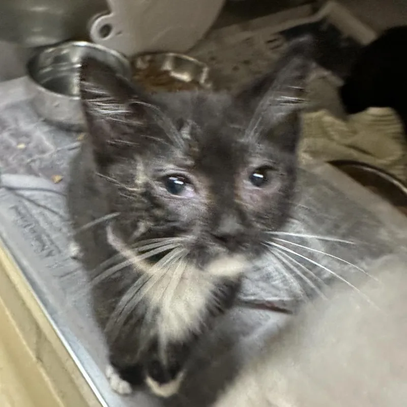 A baby small-sized female Black Domestic Short Hair cat named Sansa for adoption in Winston-Salem, NC