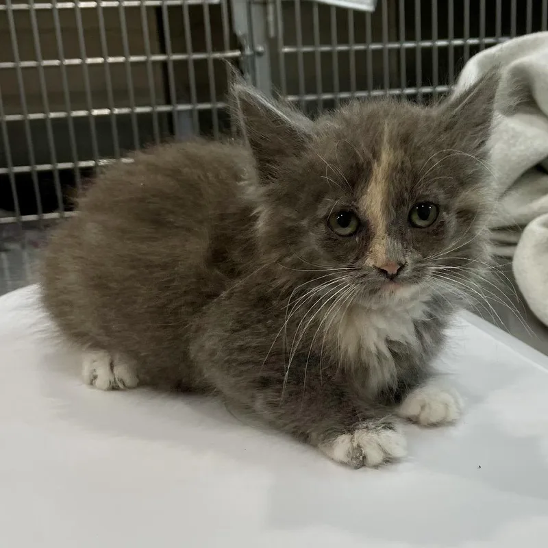 A baby small-sized female Gray / Blue / Silver Domestic Short Hair cat named Zoa for adoption in Fairmont, WV