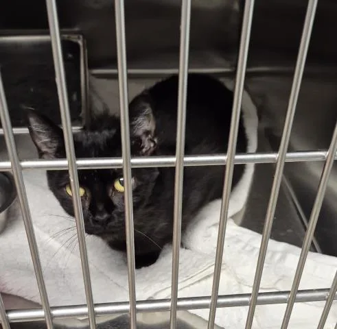 A young small-sized female Domestic Short Hair cat named M&m for adoption in Decatur, IL
