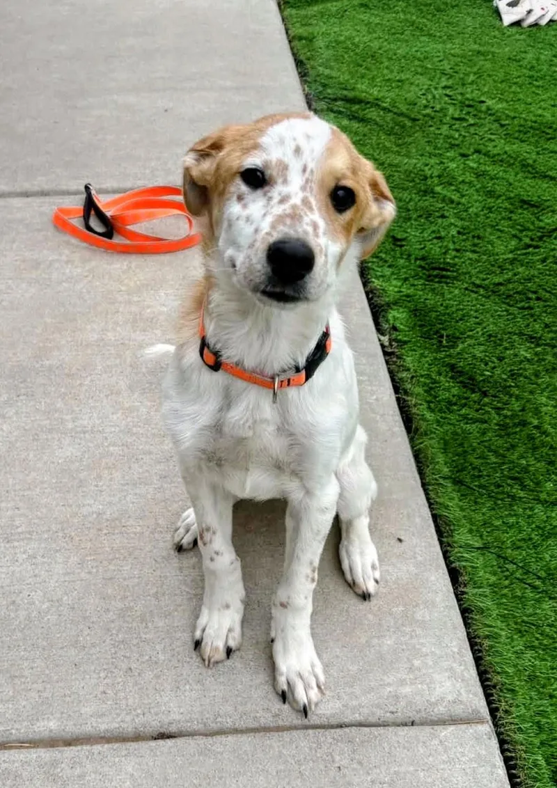 A young medium-sized male White / Cream Australian Cattle Dog / Blue Heeler dog named Turk for adoption in Evergreen, CO