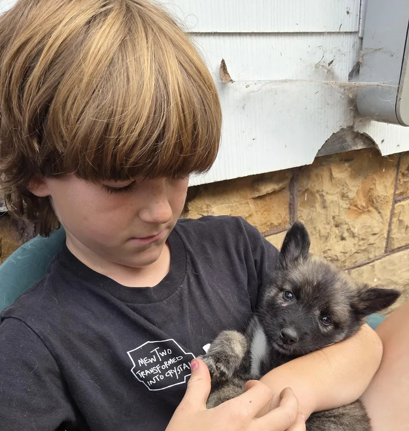 A baby medium-sized male Black Australian Shepherd dog named Billy for adoption in Saint Paul, MN