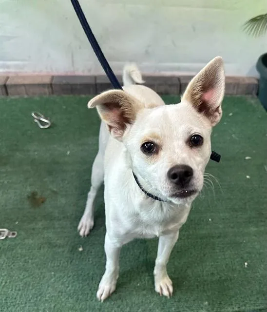 A young medium-sized male Chihuahua dog named Peanut for adoption in Baldwin Park, CA