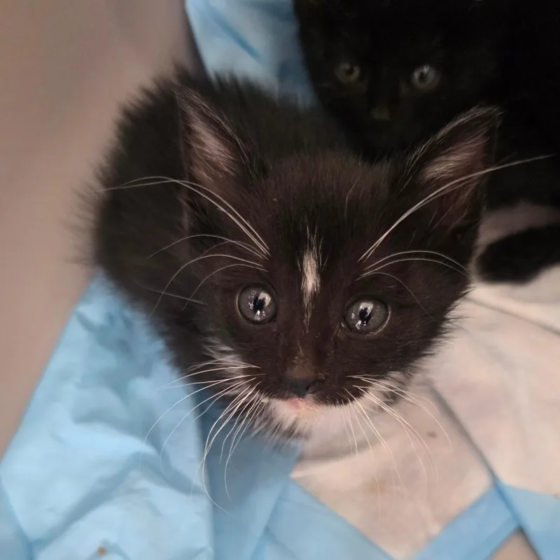 A baby small-sized female Black Domestic Short Hair cat named Ashoka for adoption in Chapel Hill, NC