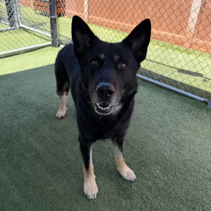 An adult large-sized male Black German Shepherd Dog dog named Edgar for adoption in Hawthorne, CA