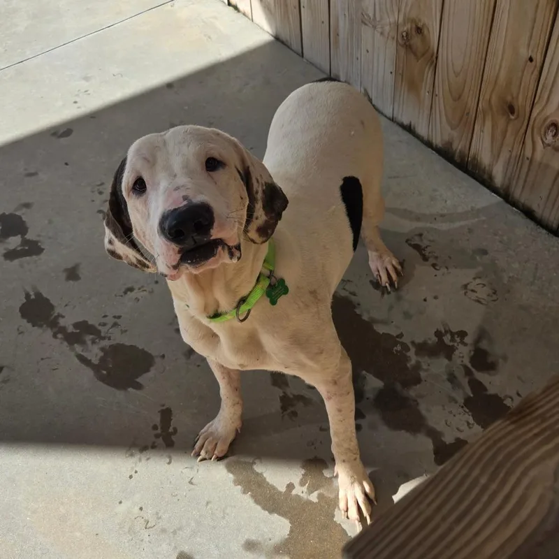 An adult medium-sized male White / Cream Mixed Breed dog named Bobby Joe for adoption in Freeport, FL