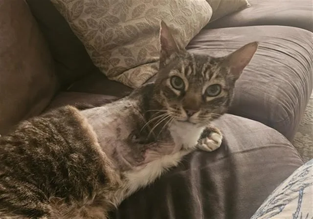 An adult medium-sized male Domestic Short Hair cat named Clifford for adoption in Sacramento, CA