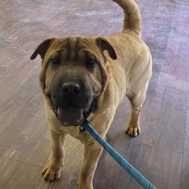 A young large-sized female Shar-Pei dog named Thelma for adoption in Oxford, ME
