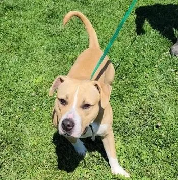 An adult large-sized female Brown / Chocolate Labrador Retriever dog named Susie for adoption in Chillicothe, MO