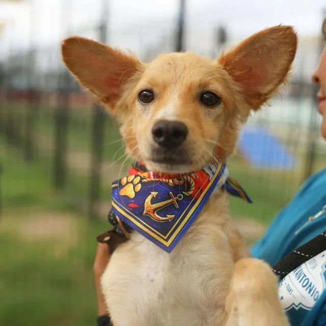 A young small-sized male Terrier dog named Maple for adoption in San Antonio, TX
