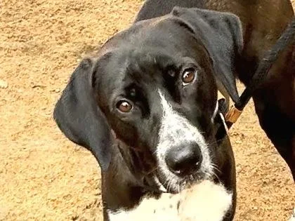 An adult large-sized female Black Mixed Breed dog named Francine for adoption in Georgetown, TX