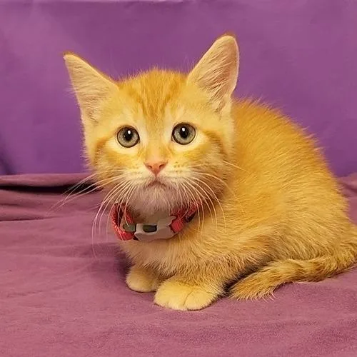 A baby small-sized female Orange / Red Domestic Medium Hair cat named Fayola for adoption in North Myrtle Beach, SC