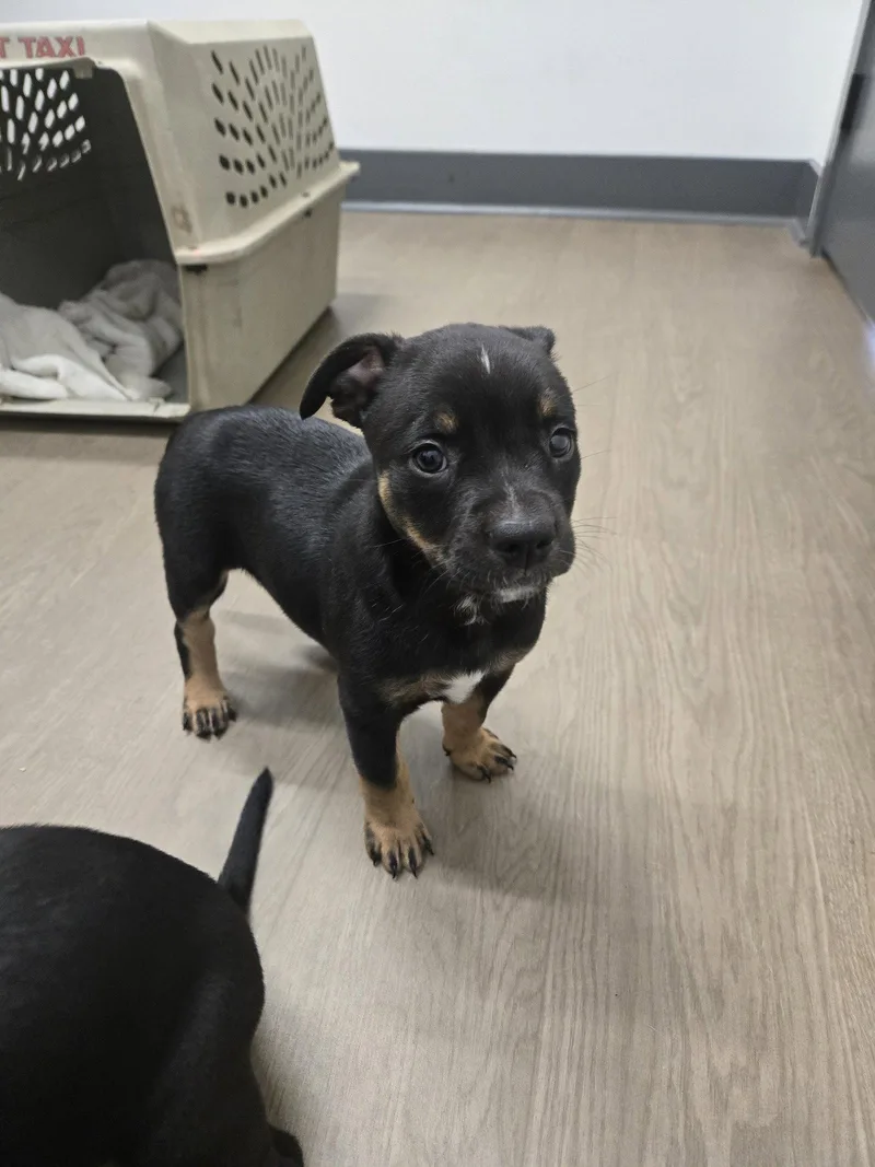 A baby large-sized female Australian Cattle Dog / Blue Heeler dog named Jasmine for adoption in Boston, KY
