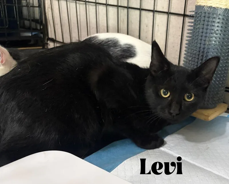 A baby small-sized male Domestic Short Hair cat named Levi for adoption in Orlando, FL