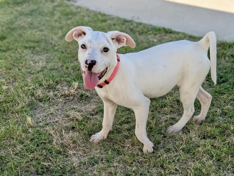 A young medium-sized male White / Cream Hound dog named Cheyanne for adoption in Paramus, NJ
