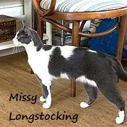 Missy Longstocking Docilelapcat thumbnail 2