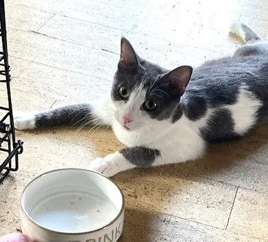 Missy Longstocking Docilelapcat thumbnail 3