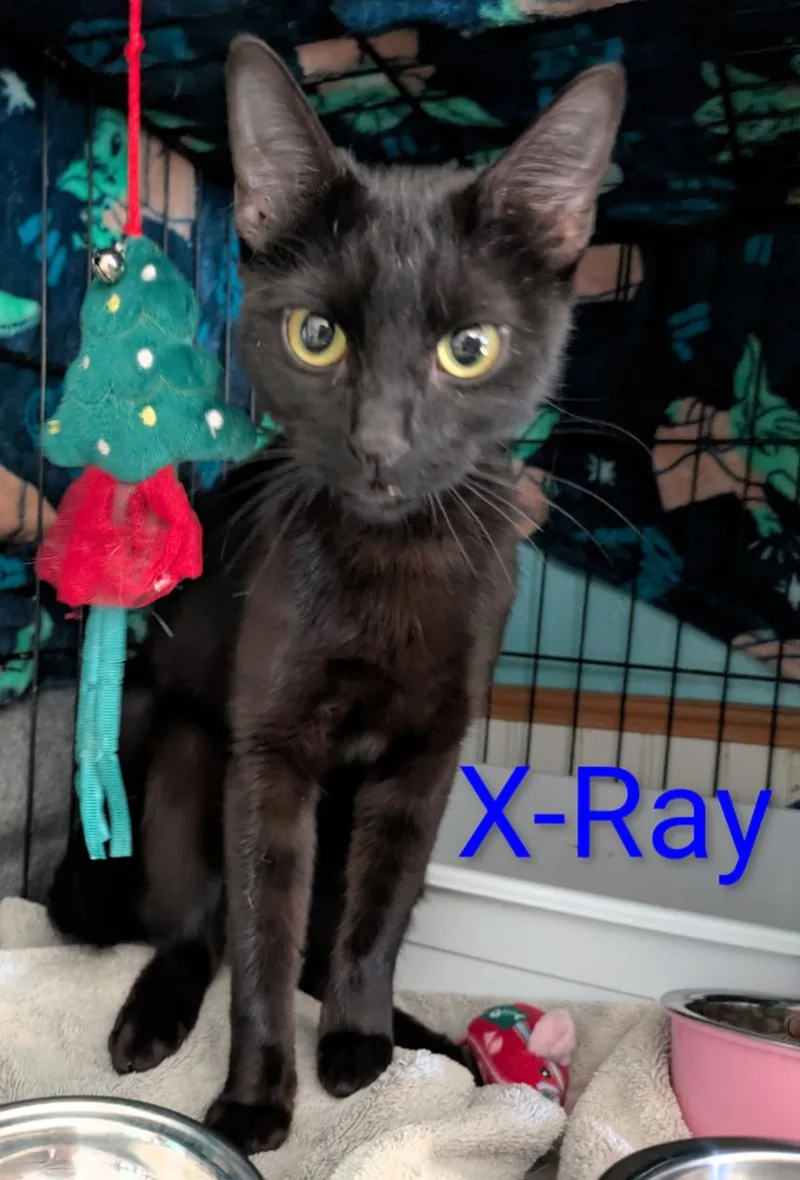 Xray thumbnail 2