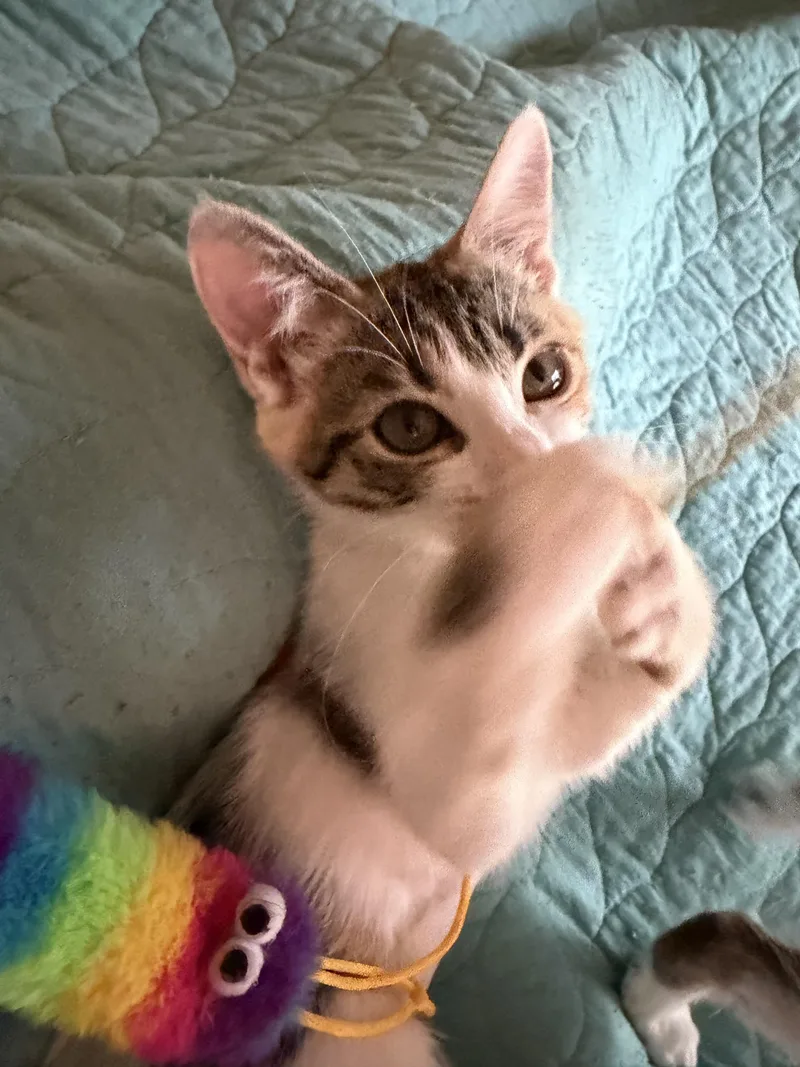 Fluttershy  Rf Petsmart