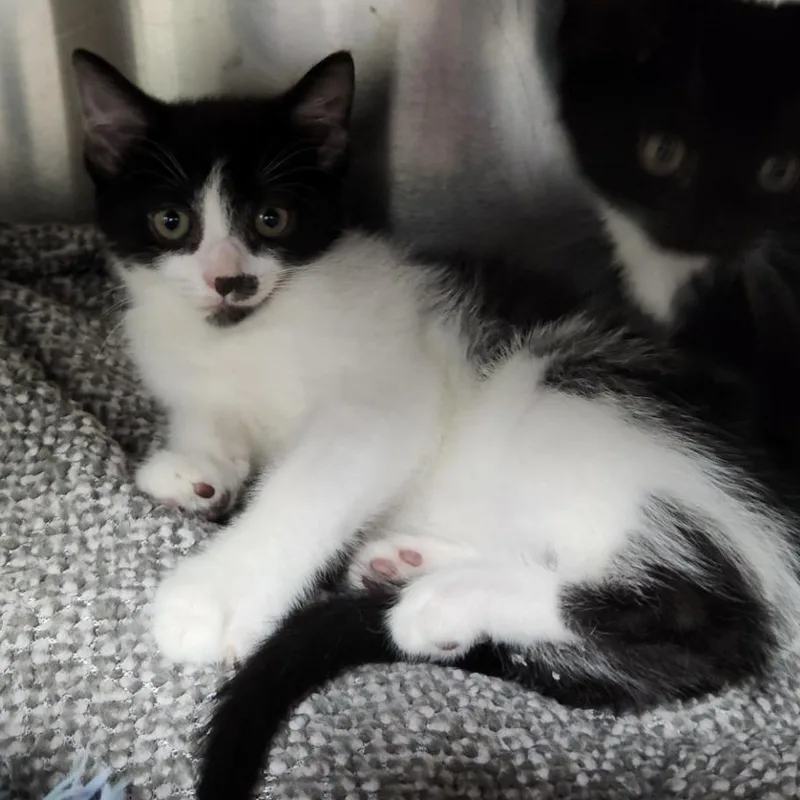 A baby small-sized female Black Domestic Medium Hair cat named Cleo de Nile for adoption in Grand Rapids, MI