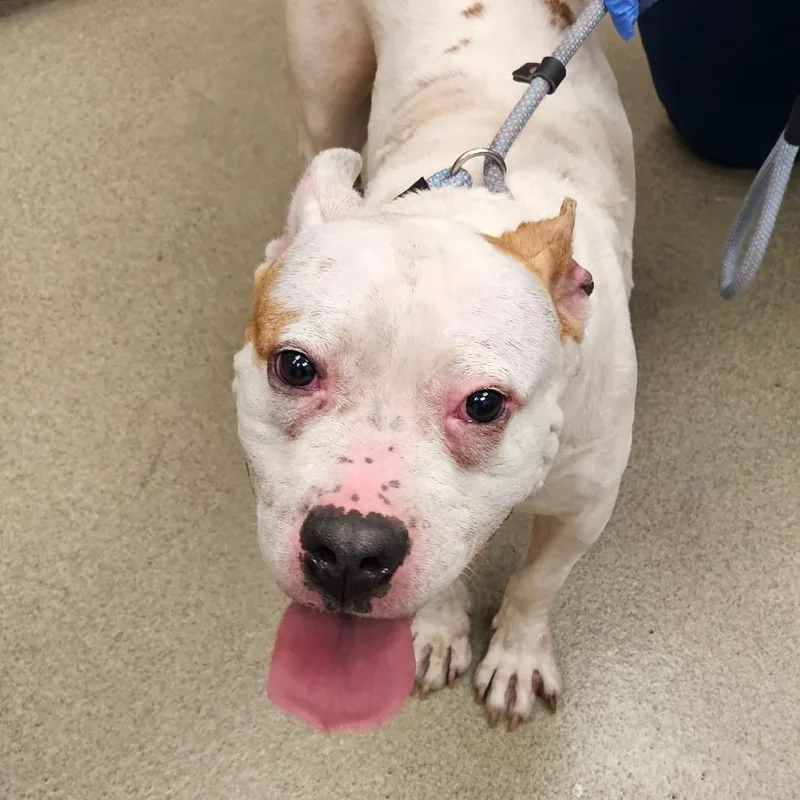 An adult medium-sized female White / Cream Pit Bull Terrier dog named Mia for adoption in Birdsboro, PA
