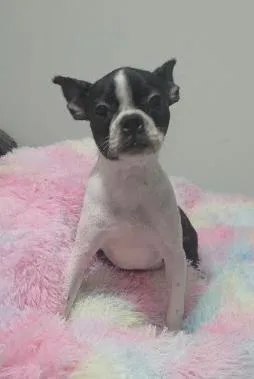 Bruno thumbnail 2
