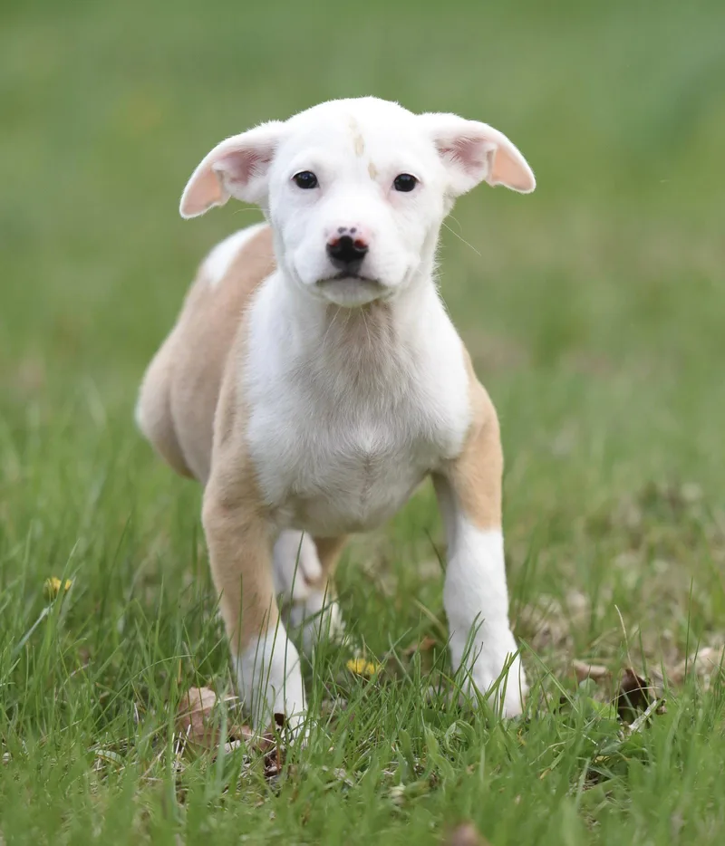 A baby small-sized female Chihuahua dog named Brielle for adoption in Mechanicsburg, PA