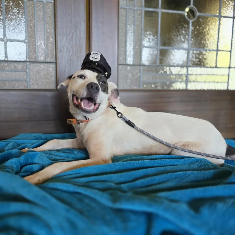 A young medium-sized male Labrador Retriever dog named Mick Wagger for adoption in Boerne, TX