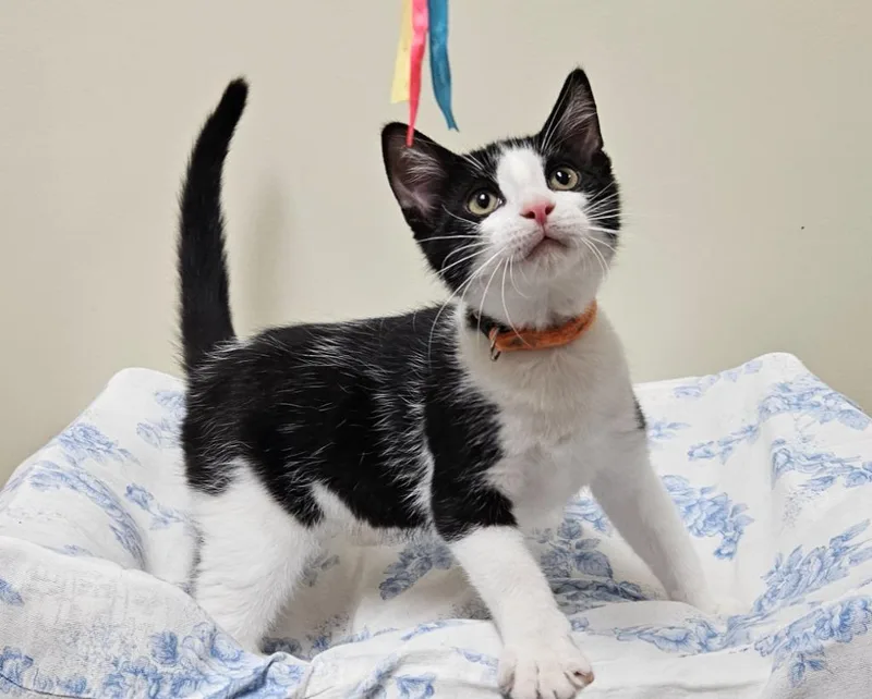A baby small-sized male Domestic Medium Hair cat named Kevin for adoption in Fremont, OH