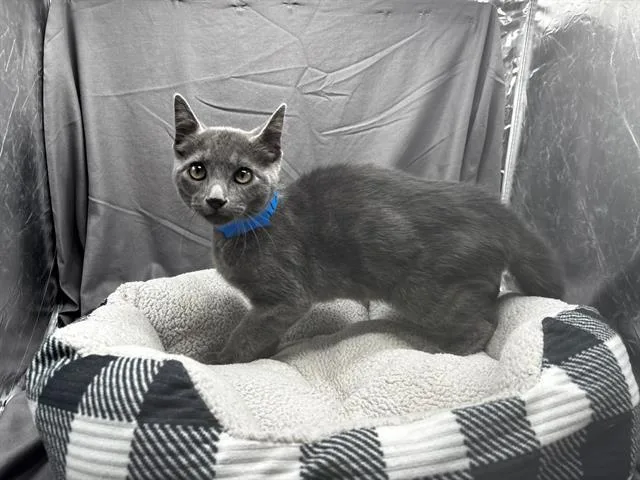 An adult medium-sized male Domestic Short Hair cat named Peter for adoption in Appling, GA