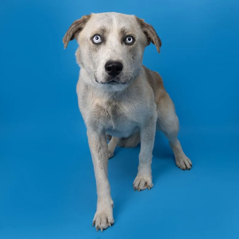 An adult medium-sized male Brown / Chocolate Mixed Breed dog named Benji for adoption in Franklin, TN