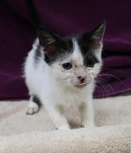 A young medium-sized female Domestic Short Hair cat named Amber for adoption in Thief River Falls, MN
